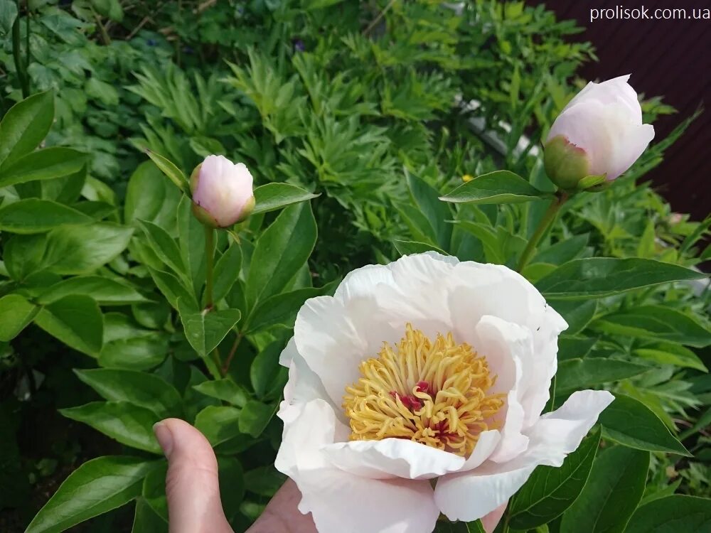 Пион реквием фото ᐅ Пион "Реквием" (Paeonia "Requiem") купить по цене производителя ✓ доставкой по
