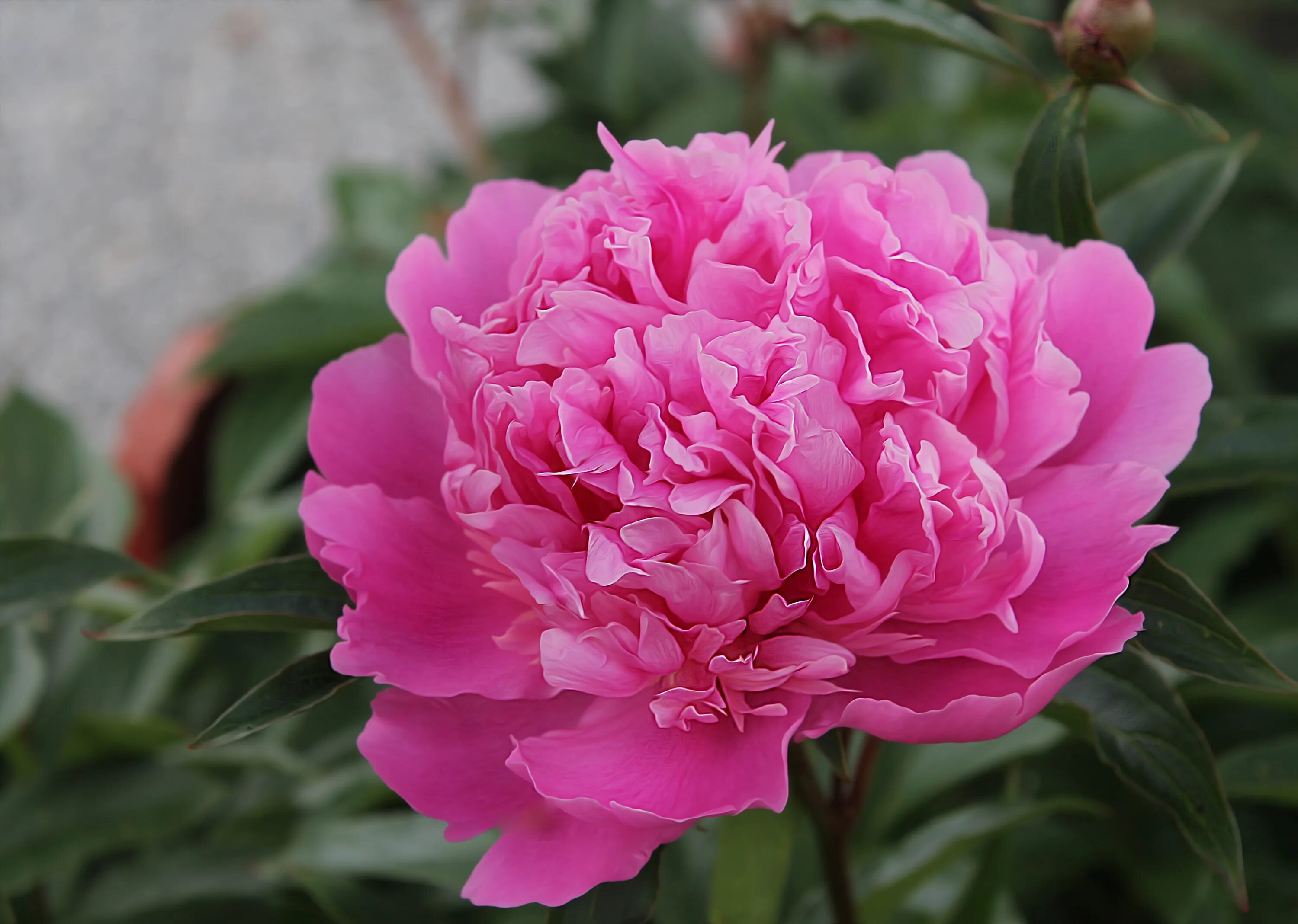 Пион ричард гринхам фото Bond rose flower free image download