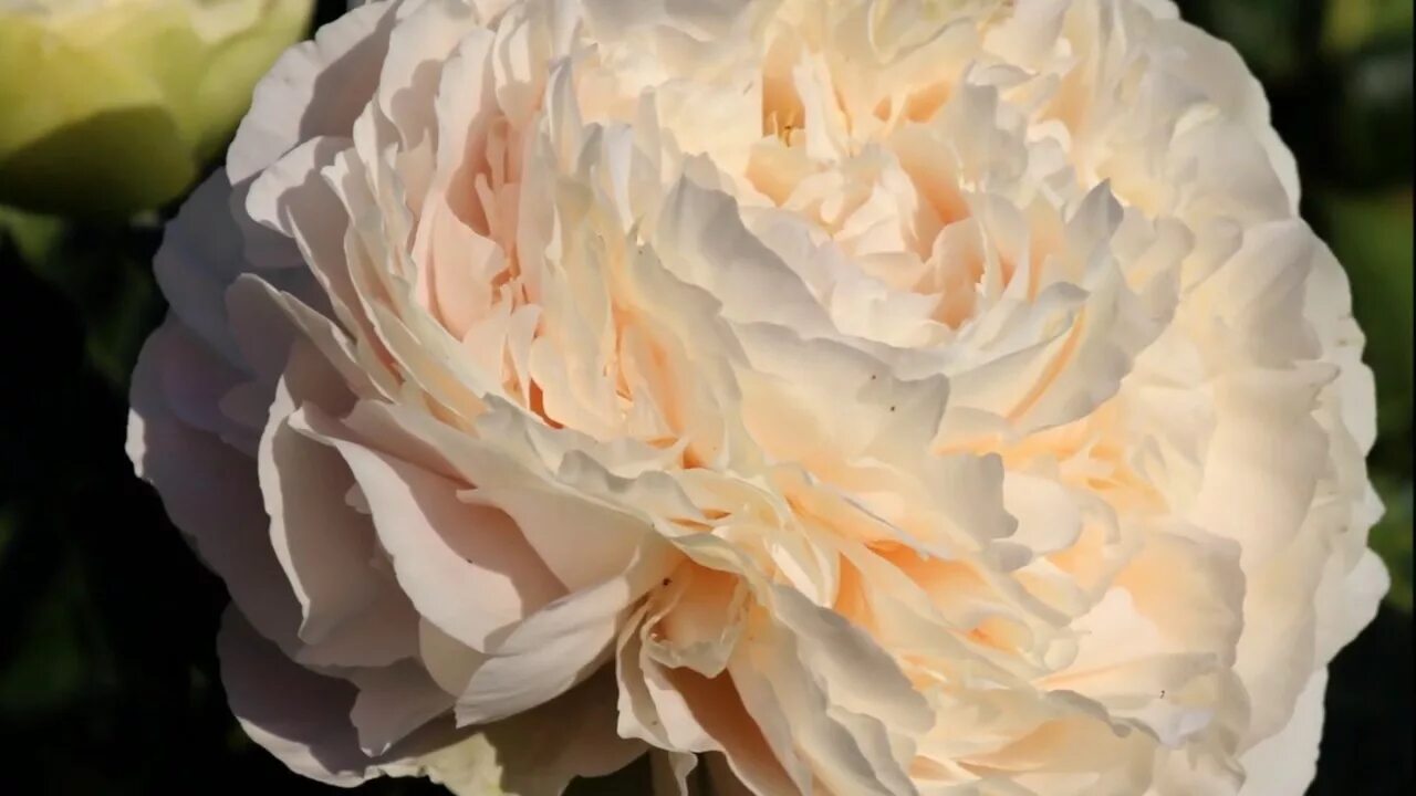 Пион ричард гринхам фото Peony Solange / Пион Соланж - YouTube