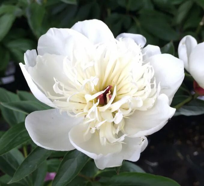 Пион ричард гринхам фото White Double Peony / Paeonia Immaculee Plants - Kelways Peonies, White plants, P