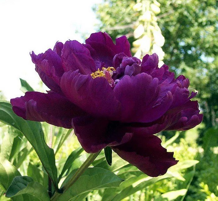 Пион риголетто фото Пионы..все цвета и формы. - 51 фотография ВКонтакте Peonies garden, Purple peoni