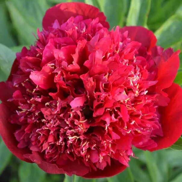 Пион риголетто фото и описание Pion Red Dandy The price is 900p. Delenka with 2-3 kidneys. We work on prepaymen