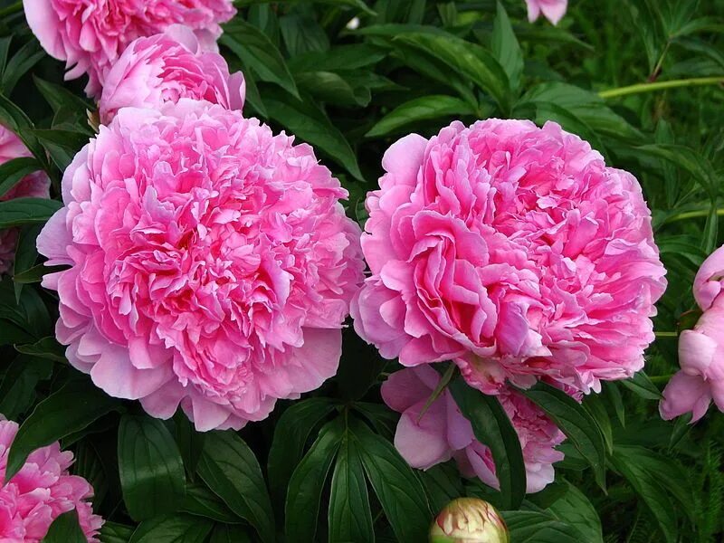 Пион рим фото Pin on Пионы Peonies, Flowers, Rose