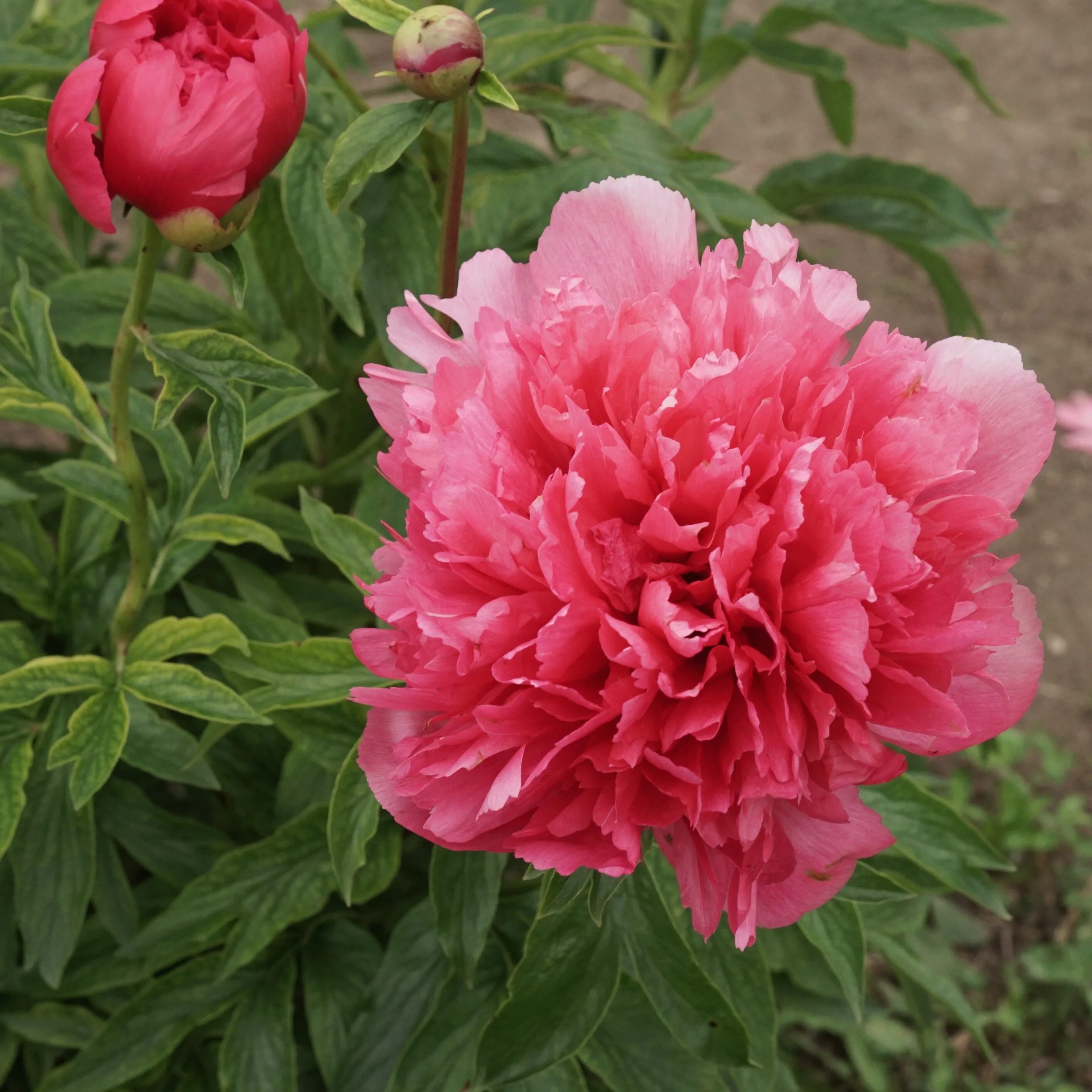 Пион рим фото и описание Peony Field Days 2015 Recap Swenson Gardens