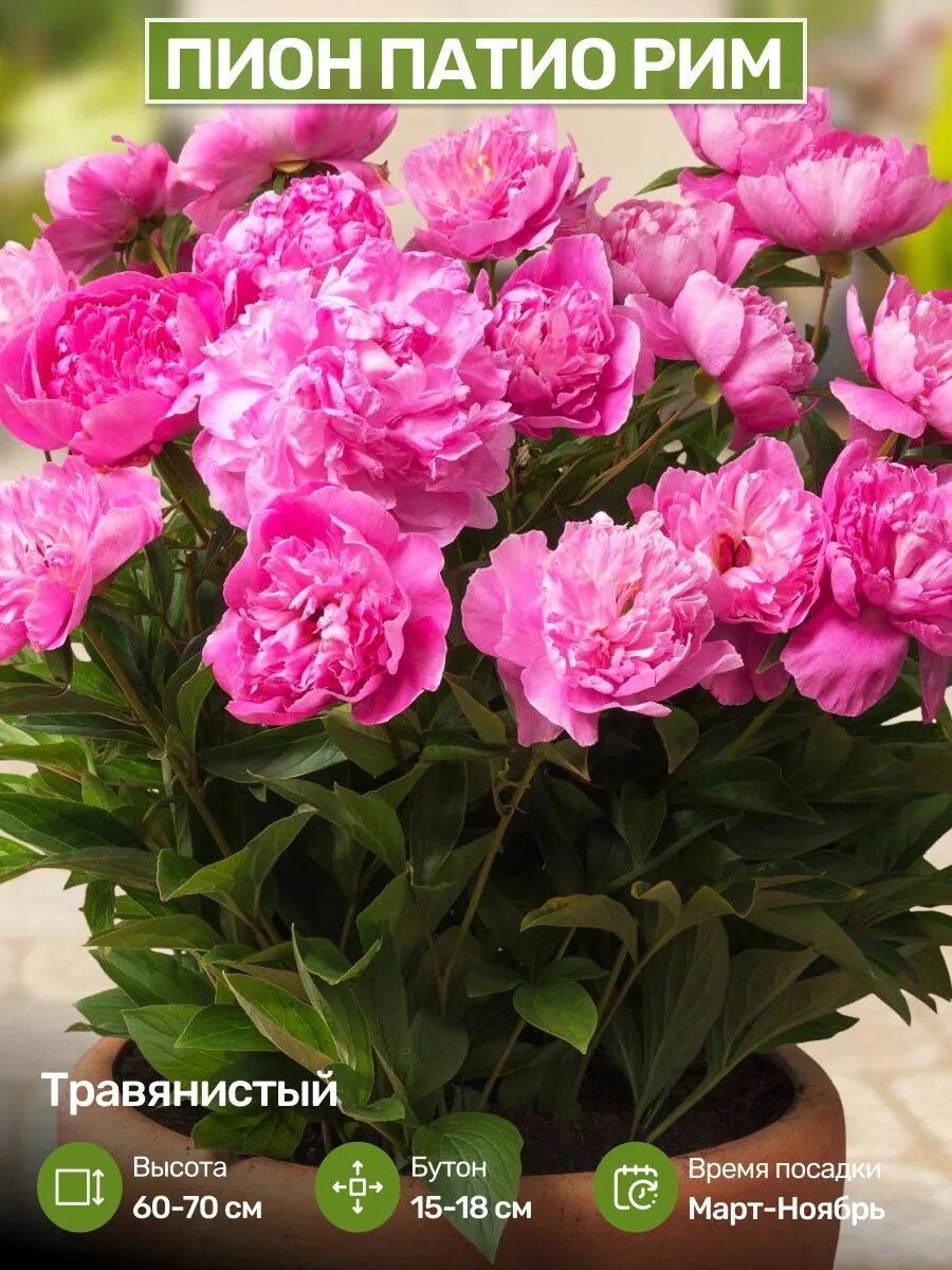 Пион рим фото и описание Пионы Саженцы Цветов Многолетних Посадика 126263696 купить за 621 ₽ в интернет-м