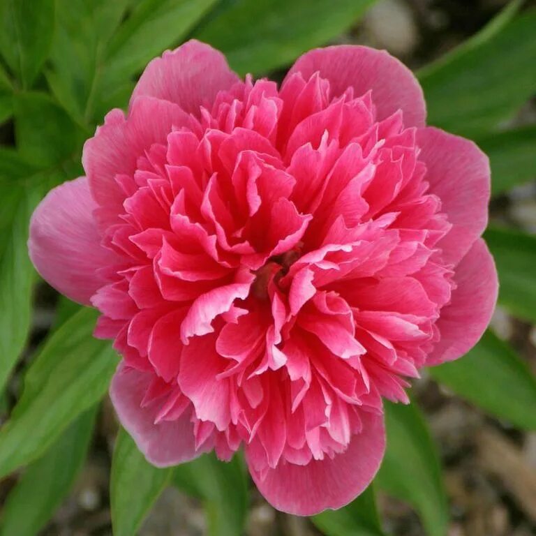 Пион роси плена фото и описание Пион лекарственный Розеа ПленаPaeonia officinalis Купить в Питере