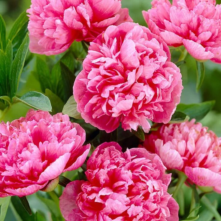 Пион роси плена фото и описание Tarhapioni Rosea Plena - Viherpeukalot Beautiful flowers pictures, Planting peon