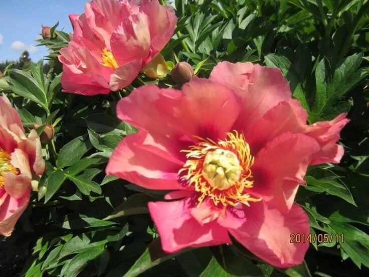 Пион роуз денди фото Itoh peonies Old Rose Dandy Itoh peonies, Bare root peonies, Planting peonies