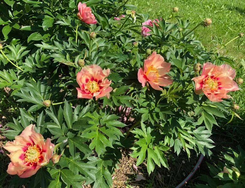 Пион роуз денди фото Фото-Дусена-Old Rose Dandy