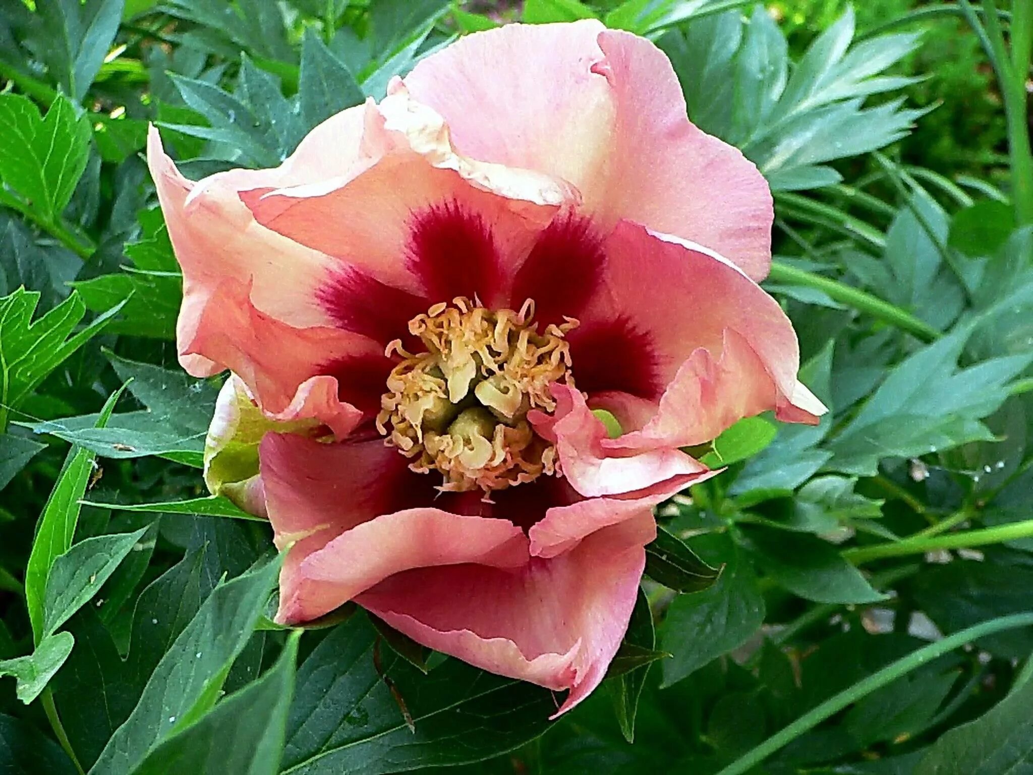Пион роуз денди фото Peonia Peonies, Old rose, Brown nursery