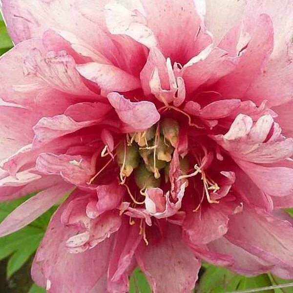Пион роуз денди фото Пион Олд Роуз Денди (Paeonia Old Rose Dandy)