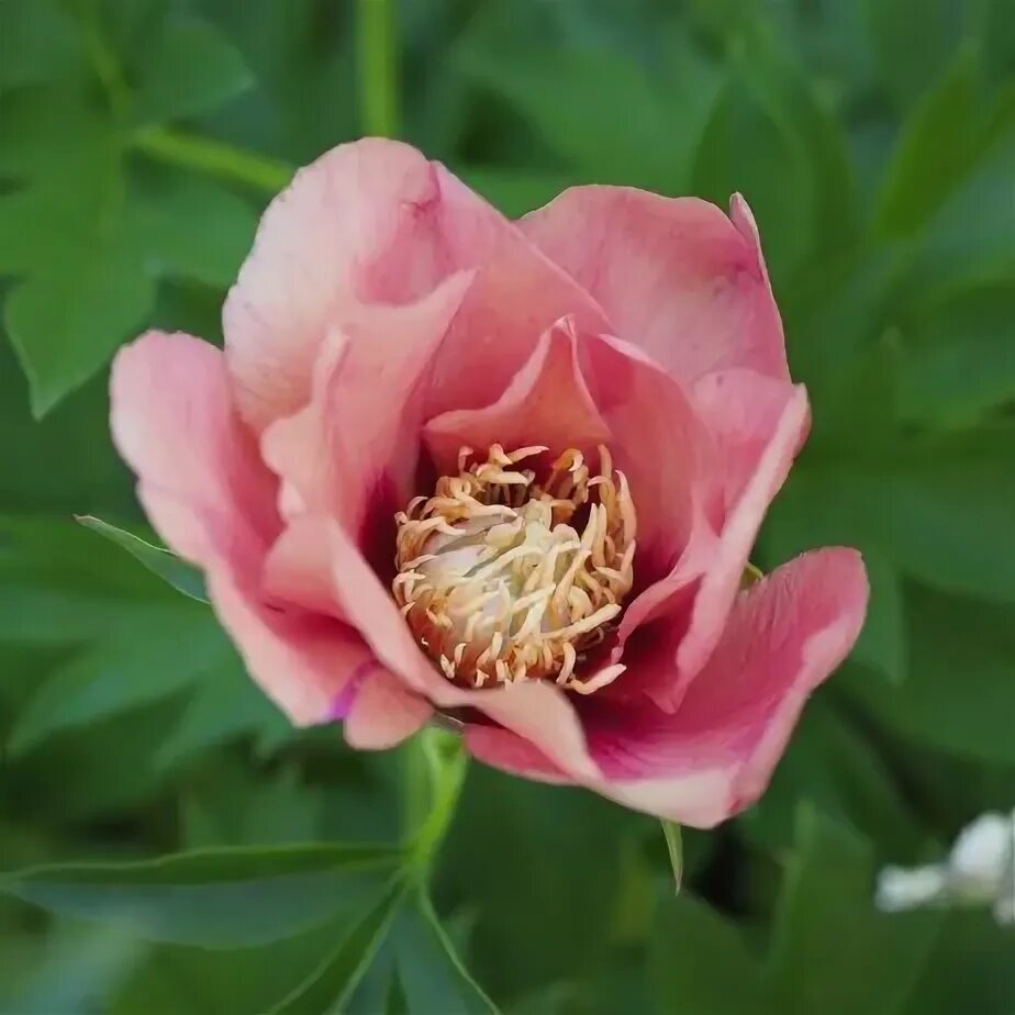 Пион роуз денди фото Пион Old Rose Dandy ITOH, 3-5 eye