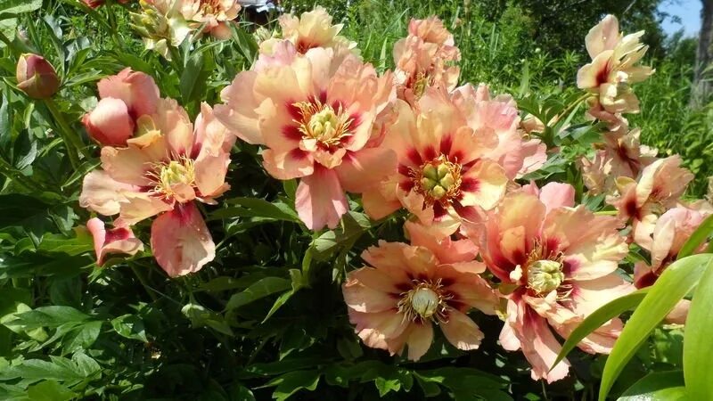 Пион роуз денди фото и описание Ито-пион Олд Роуз Денди (Old Rose Dandy): фото, описание, посадка и уход