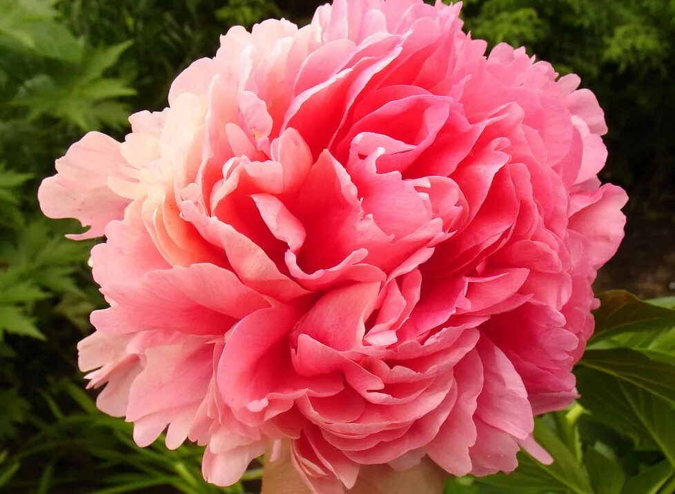 Пион роуз фото и описание Купить Пион Glowing raspberry rose в Москве Greendacha