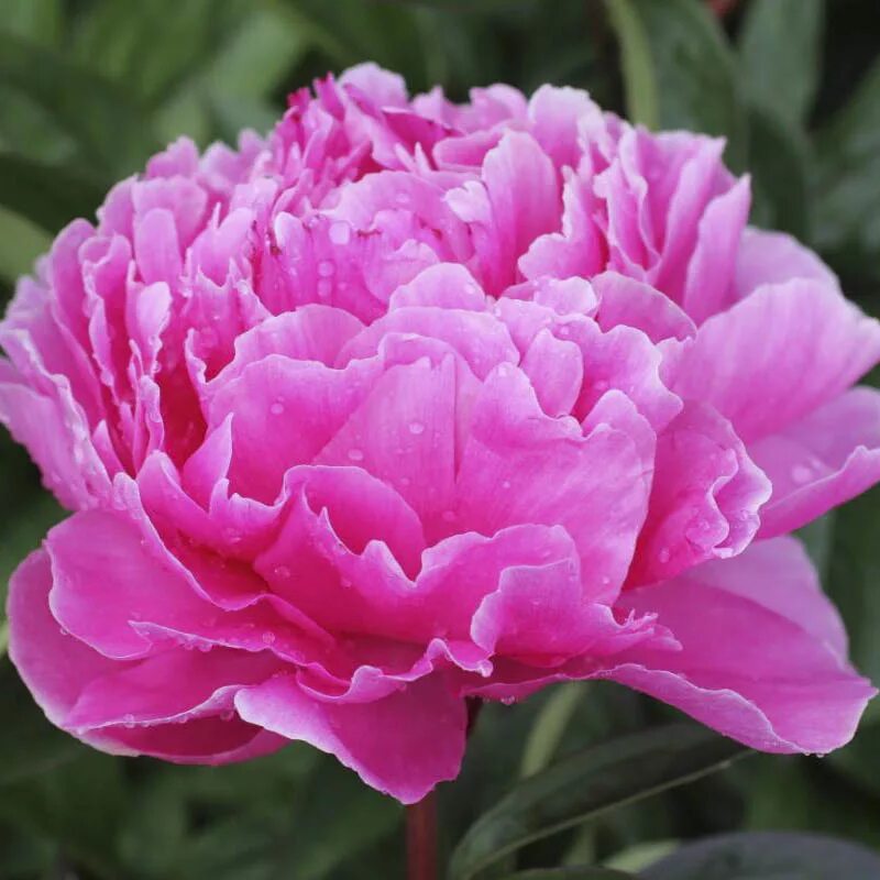 Пион роуз фото и описание Paeonia lactiflora 'Mammoth Rose' - пион - питомник растений Санкт-Петербург, ку
