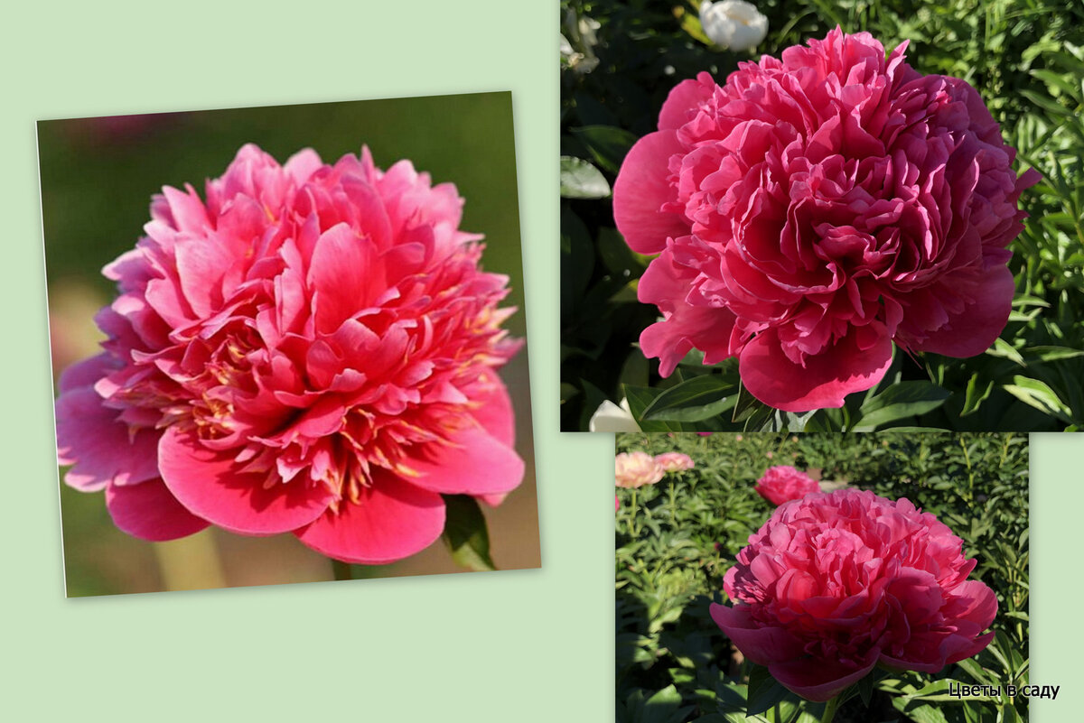 Пион роуз фото и описание Разбираемся с сортами: "Glowing Raspberry Rose" или "Raspberry Fluff" Цветы в са