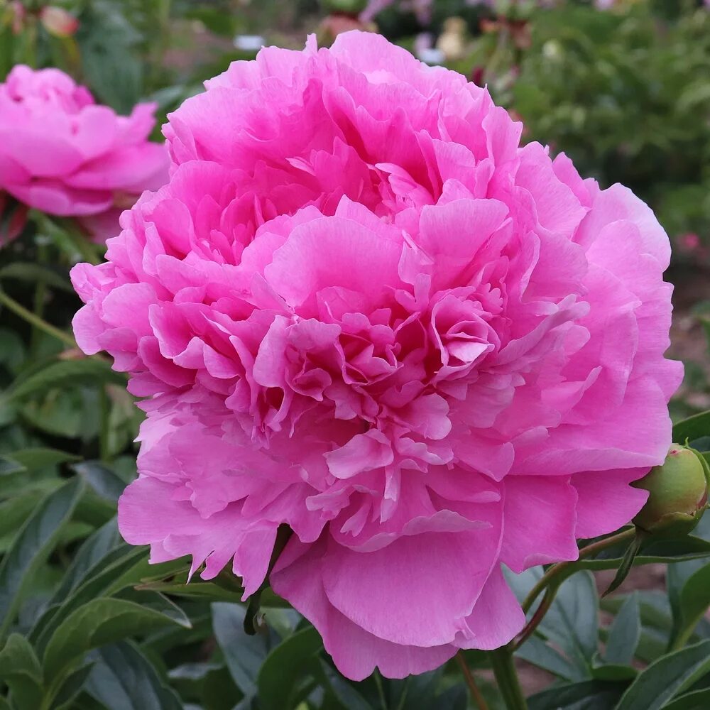 Пион роуз фото и описание Vivid Rose - Solaris Farms