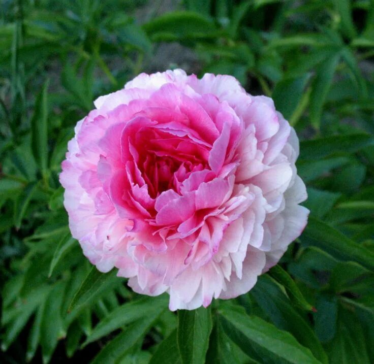 Пион роуз фото и описание � � � � #56 - � � � � � - Progalinka Flowers, Garden, Plants