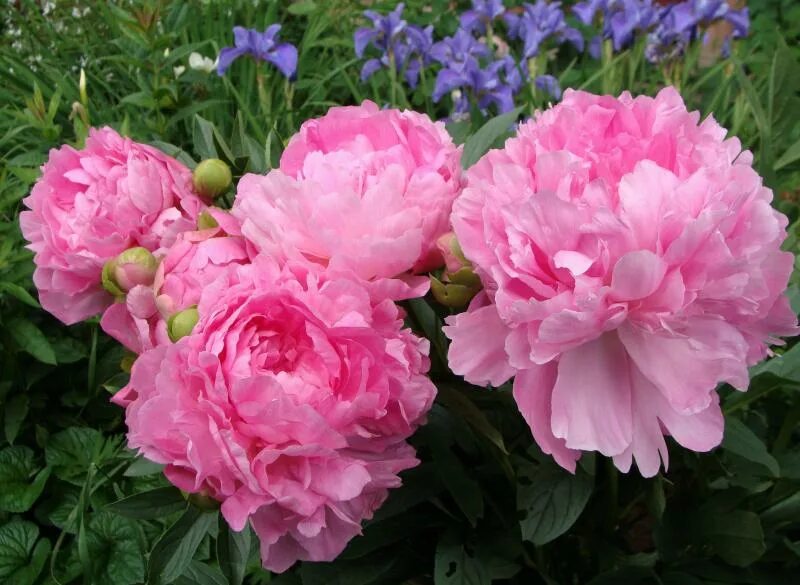 Пион роуз фото и описание Фото-Светлана-Vivid Rose