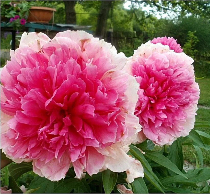 Пион роуз фото и описание Пион Rose Heart-Пион Роуз Харт sadko.by
