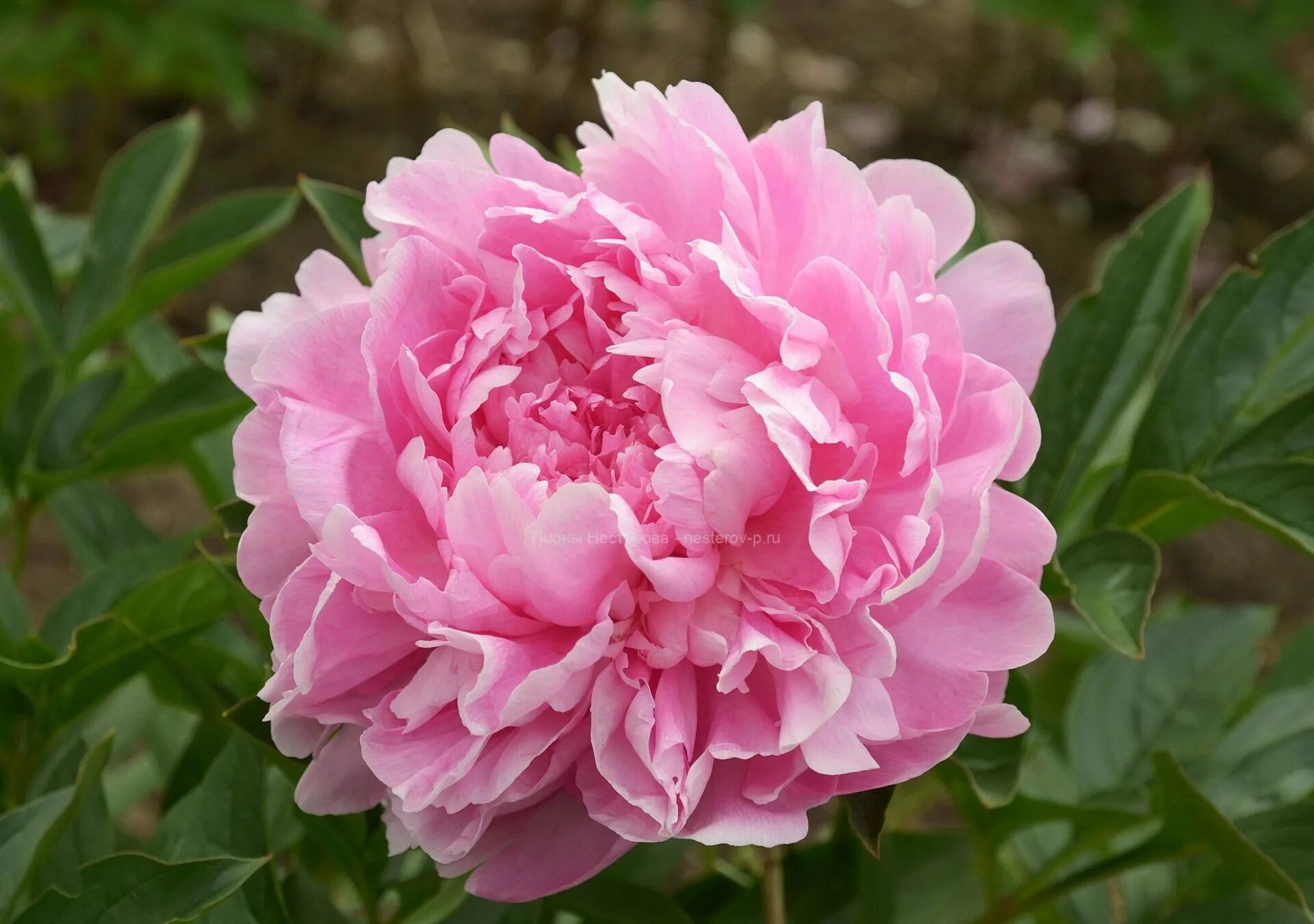Пион роуз фото и описание Vivid Rose - Пионы Нестерова