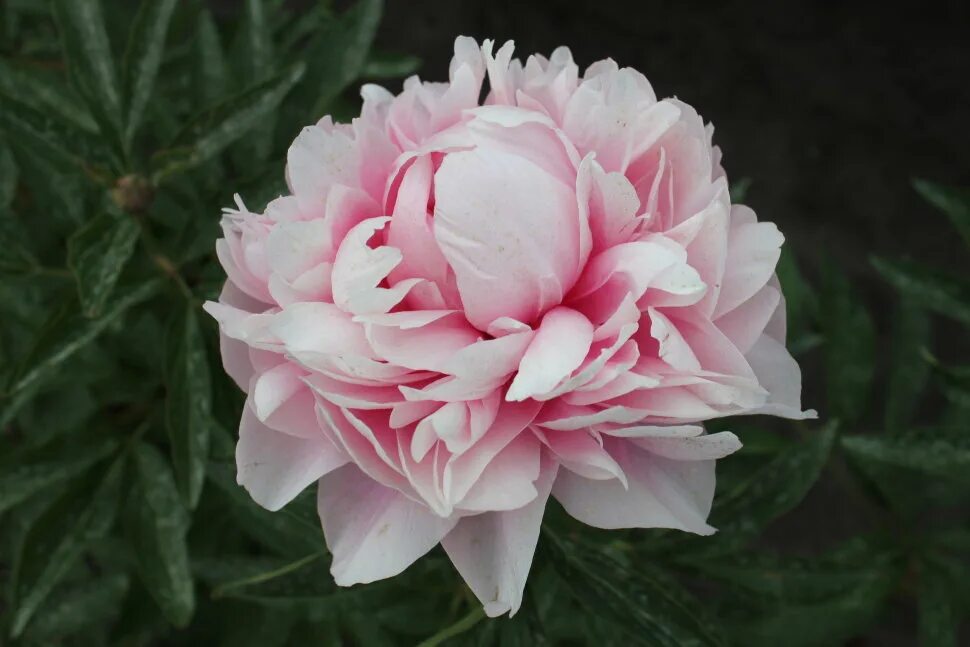 Пион роуз харт фото Paeonia Rose Heart Пион Роуз Харт