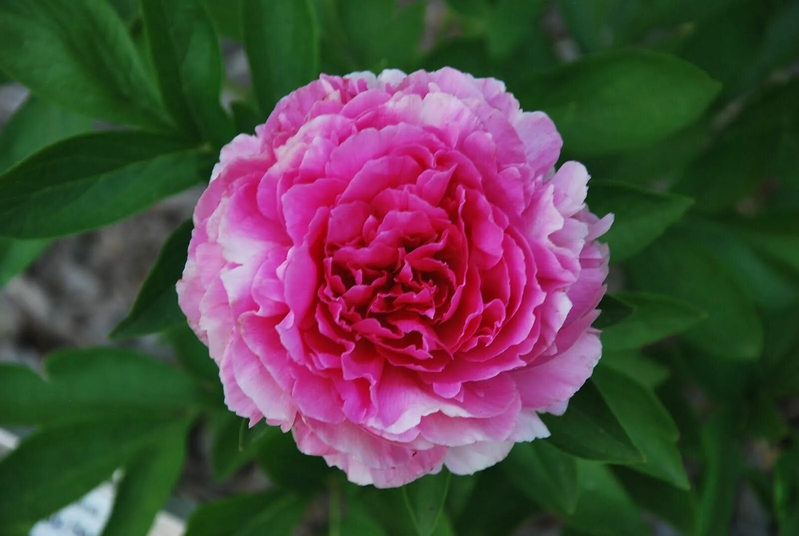 Пион роуз харт фото Double Peony 'Rose Heart' (Paeonia lactiflora) Peonías, Jardín de peonías, Tipos