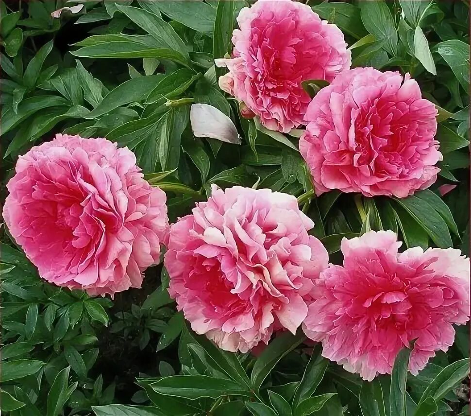 Пион роуз харт фото Пион Роуз Харт (Rose Heart): описание, фото, посадка и уход, отзывы