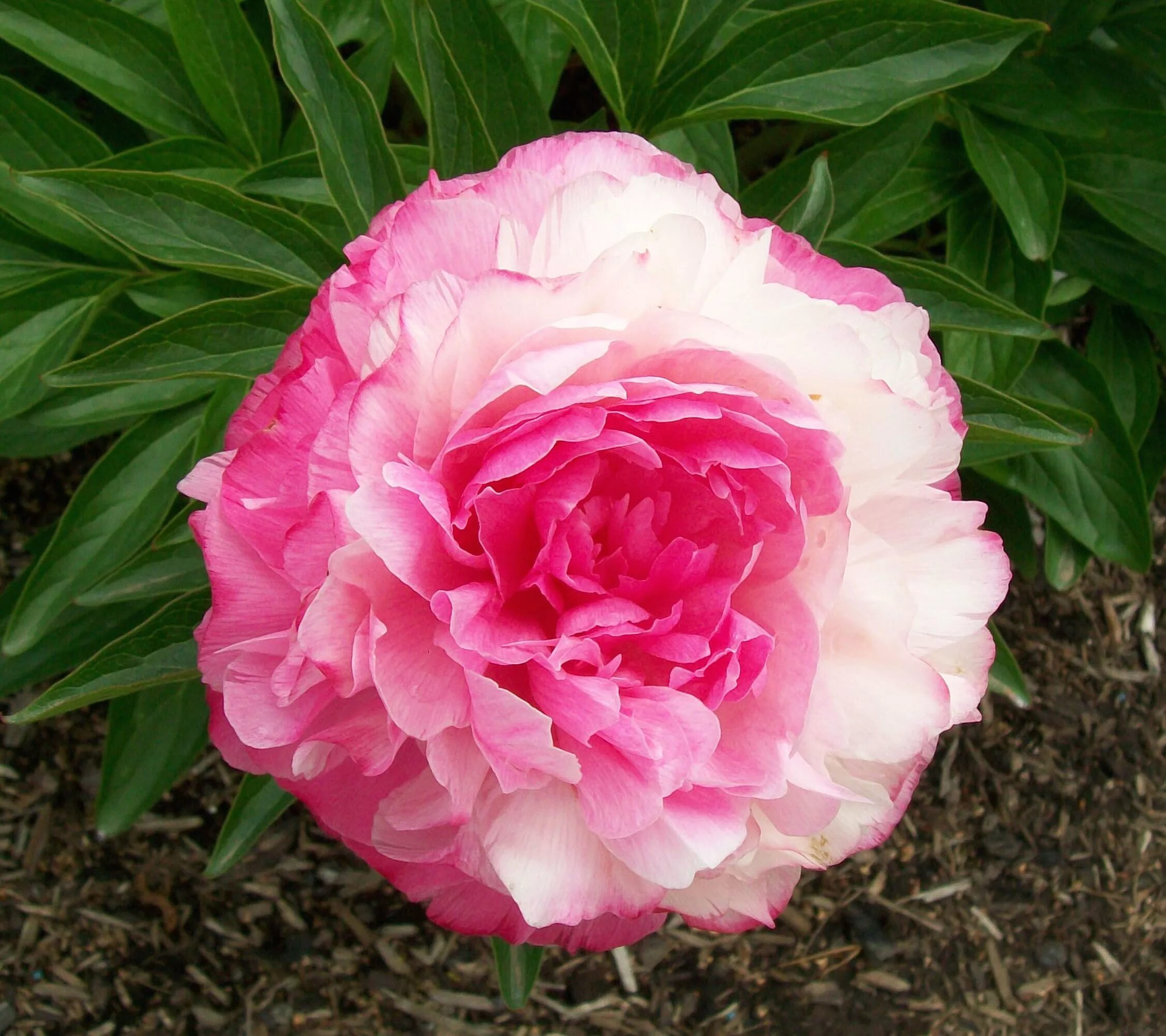 Пион роуз харт фото Peony 'Rose Heart' Fragrant plant, Flower farm, Peonies