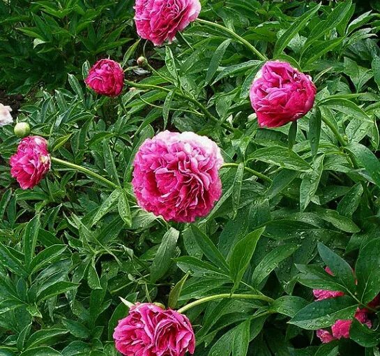 Пион роуз харт фото Пион Роуз Харт (Rose Heart): описание, фото, посадка и уход, отзывы