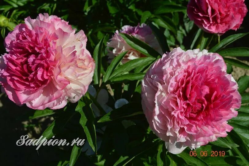 Пион роуз харт фото Роуз Харт/Rose Heart