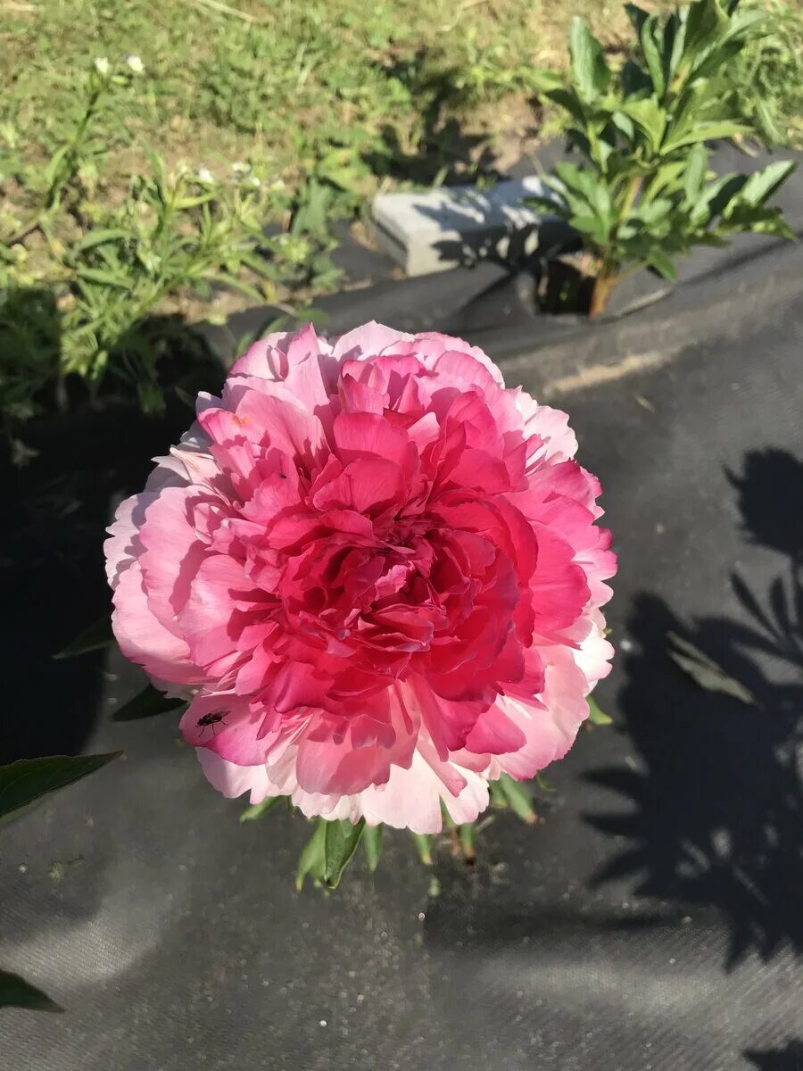 Пион роуз харт фото Пион Роз Харт (Rose Heart) Дом Цветов Дзен