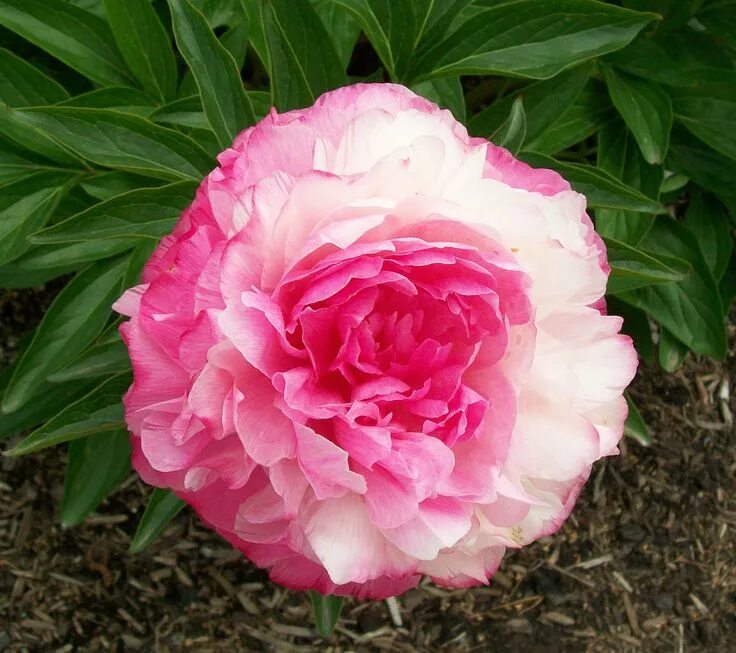 Пион роуз харт фото и описание отзывы Peony 'Rose Heart' Pioen, Tuin, Bloemen