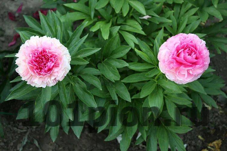 Пион роуз харт фото и описание отзывы Купить пион травянистый Rose Heart / Пион Роуз Харт в интернет-магазине 101 Пион