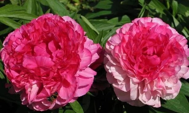 Пион роуз харт фото и описание отзывы Пион Rose Heart в наличии низкая цена - саженцы, описание, отзывы, фото, посадка