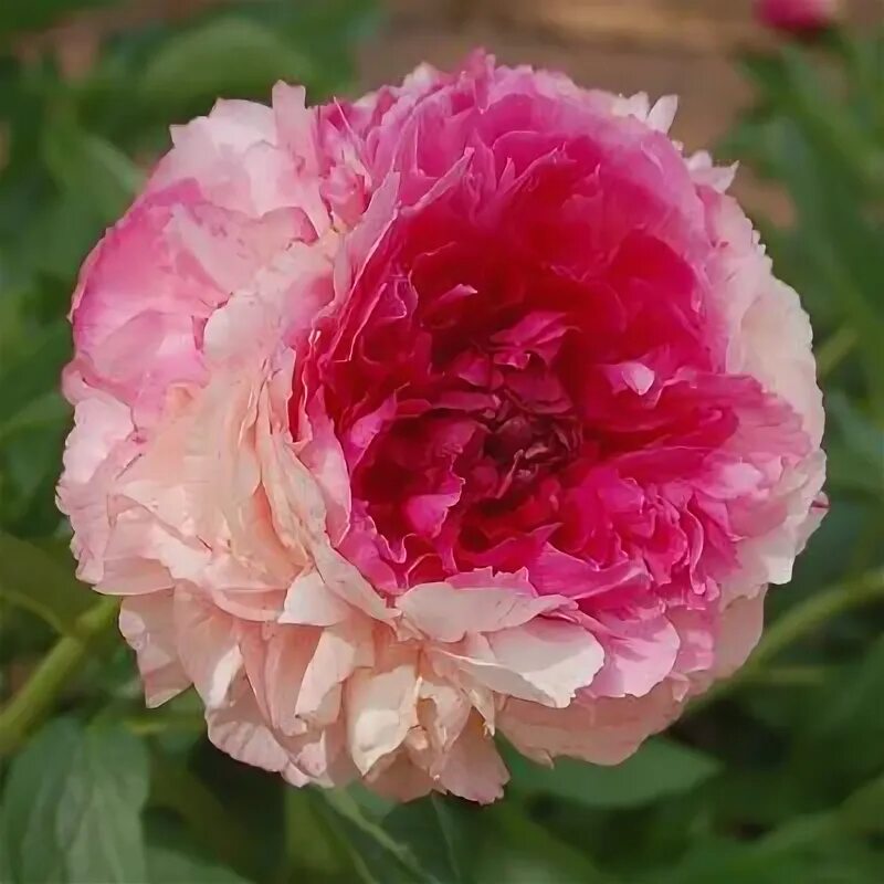 Пион роуз харт фото и описание отзывы Rose Heart Peony Beautiful flowers garden, Peonies, Peonies garden