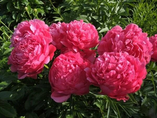 Пион роуз харт фото и описание отзывы пион Rose reverans Пионовый сад, Пионы, Цветение
