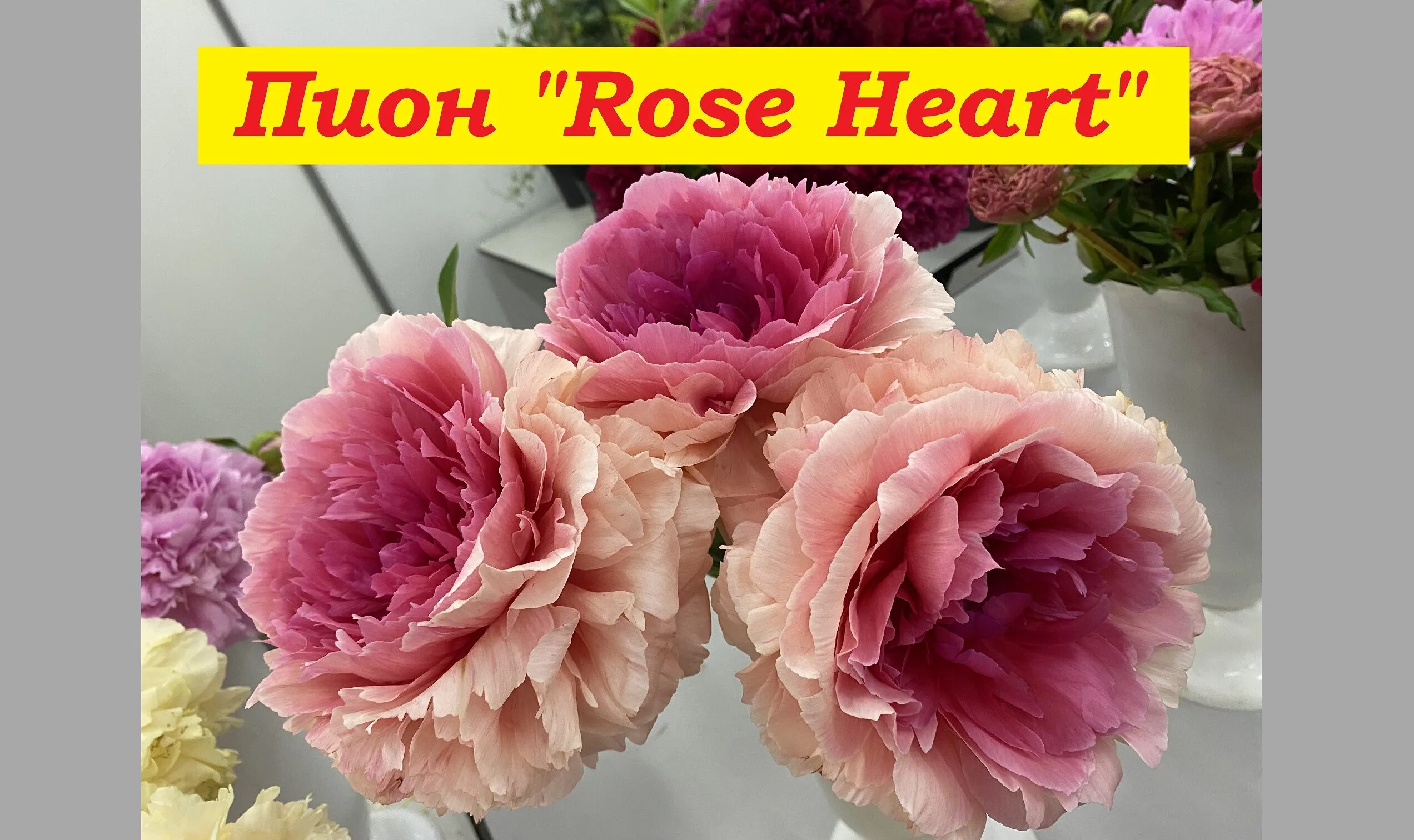 Пион роуз харт фото и описание отзывы Пион Роуз Харт Peony Rose Heart - смотреть видео онлайн от "Александр Жуков" в х