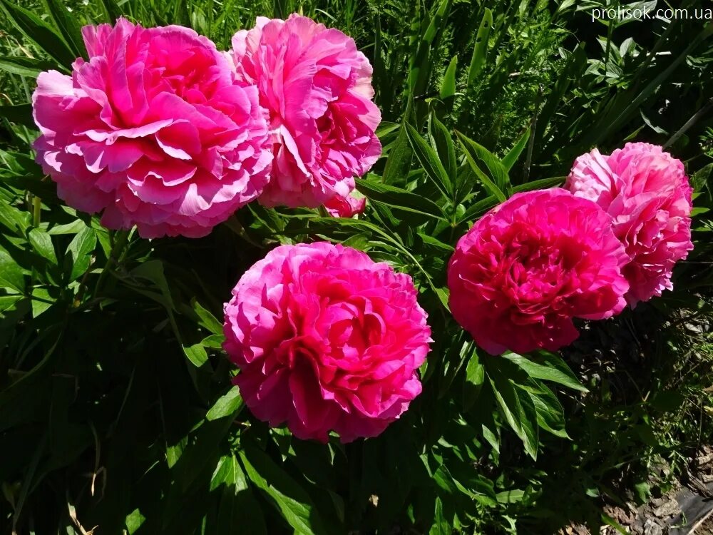 Пион роуз харт фото и описание отзывы ᐅ Пион "Роуз Харт" (Paeonia "Rose Heart") купить по цене производителя ✓ доставк