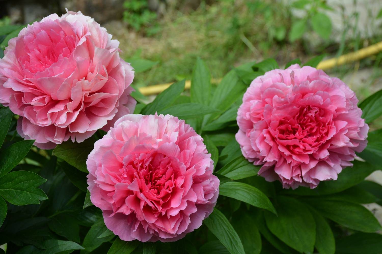 Пион роуз харт фото и описание отзывы Море пионов - Rose Heart