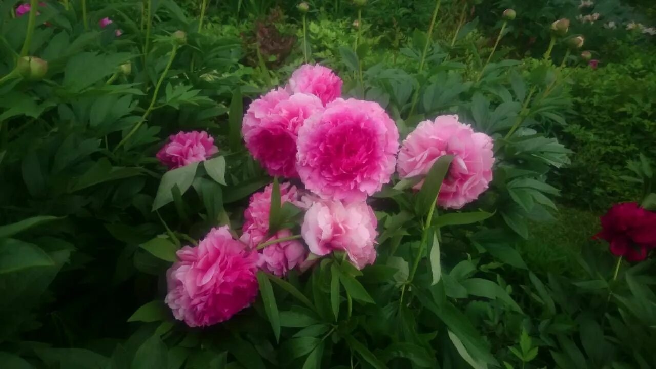 Пион роуз харт фото и описание отзывы Paeonia Rose Heart Rose, Rosé heart, Flowers