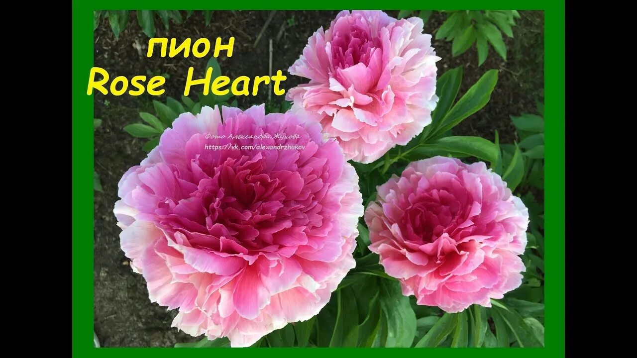 Пион роуз харт фото и описание отзывы Пион "Роуз Хат", peony "Rose Heart", г.Кировск, лениградской обл., июнь 2020 г. 