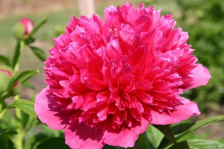 Пион розеа плена фото Описание травянистого пиона Офишиналис (Officinalis) Розеа Плена в домашних усло
