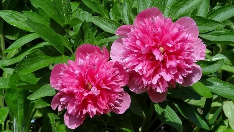 Пион розеа плена фото Пион лекарственный "Розея Плена" / Paeonia officinalis "Rosea Plena" - Пион для 