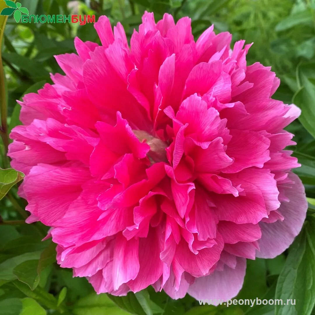 Пион розеа плена фото и описание Пион лекарственный Розеа Плена (Paeonia officinalis Rosea Plena)