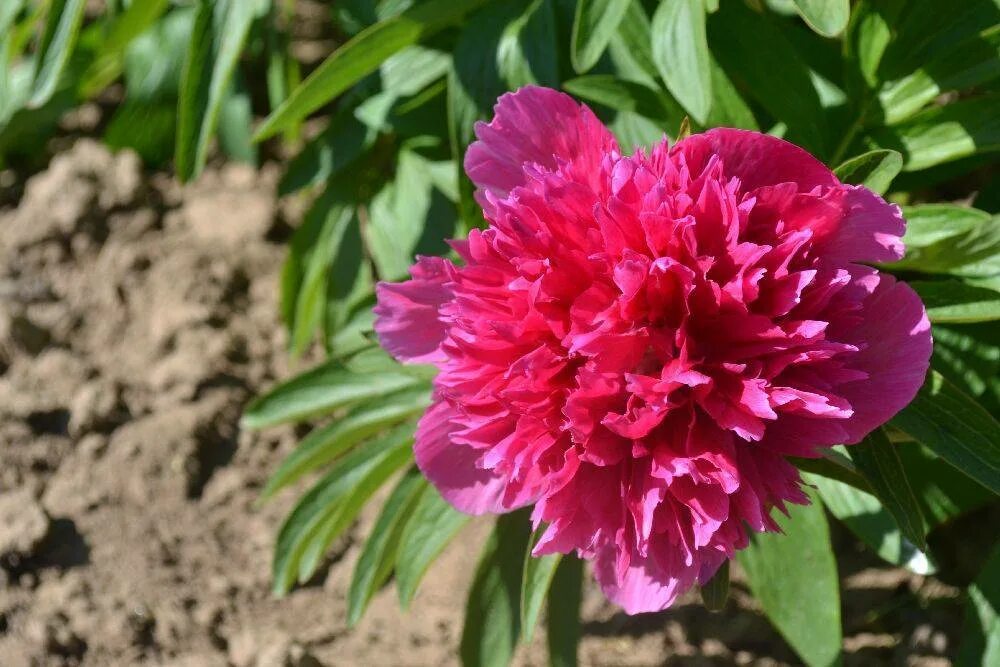 Пион розеа плена фото и описание Описание травянистого пиона Офишиналис (Officinalis) Розеа Плена в домашних усло