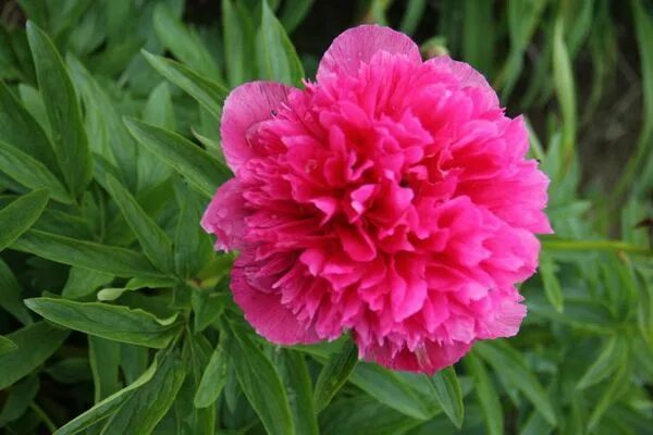 Пион розеа плена фото и описание Paeonia officinalis - Bóndarós Campanula punctata, Campanula, Flowers