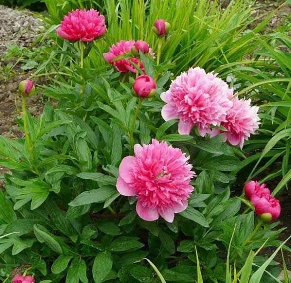 Пион розеа плена фото и описание Пион молочноцветковый "Rosea Plena" (Розеа Плена): купить саженцы в Москве - Ром