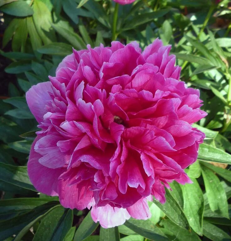 Пион розеа плена фото и описание Peony Flower - Paeonia officinalis 'Rosea Plena'
