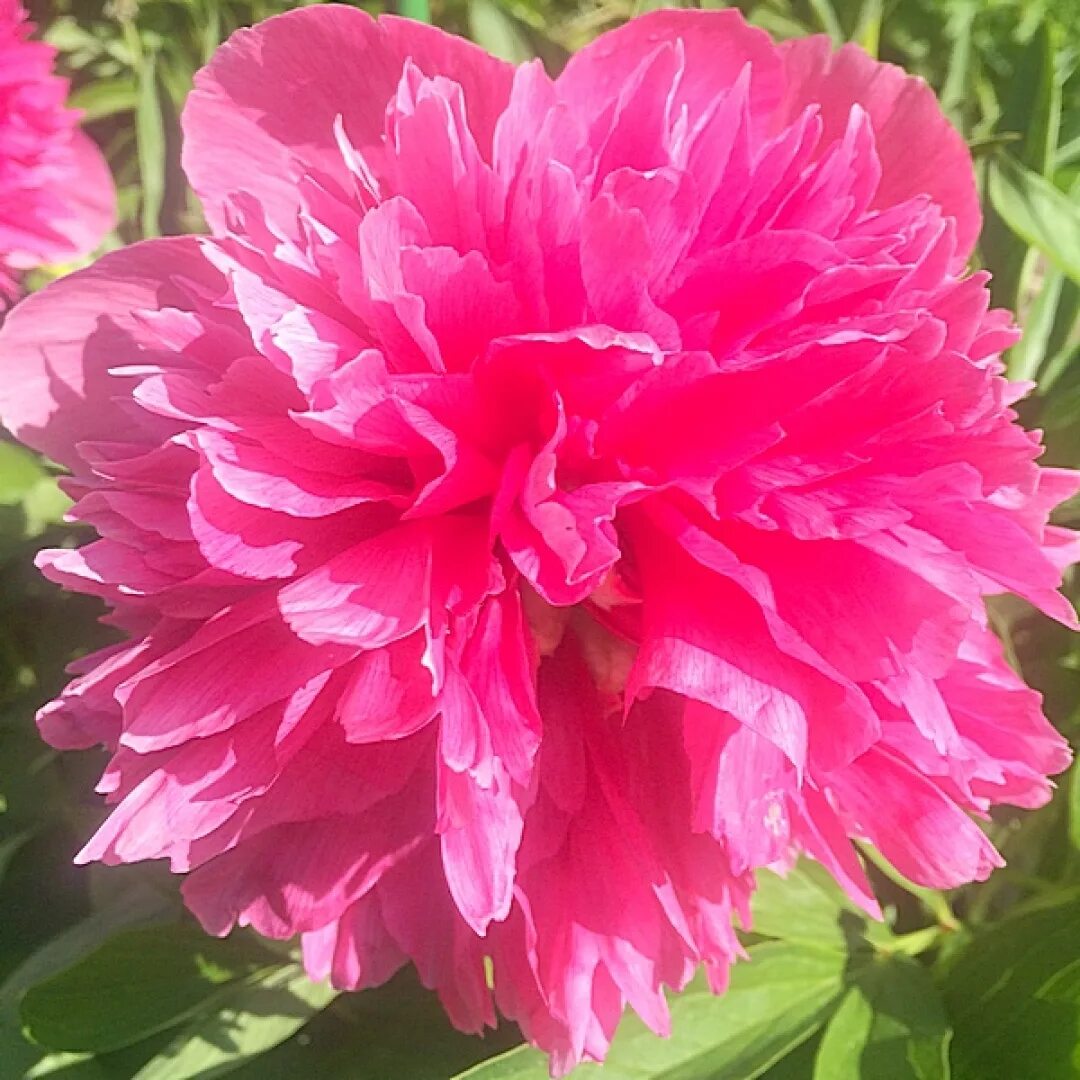Пион розеа плена фото и описание Пион лекарственный Розеа Плена (Paeonia officinalis Rosea Plena)